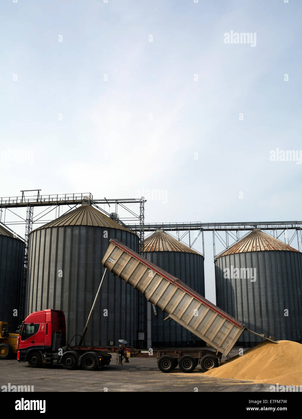 Un massiccio ribaltabile offre grano per deposito e lavorazione, essa è oggetto di dumping all'esterno fino a quando non possa essere spostato in silos. Foto Stock