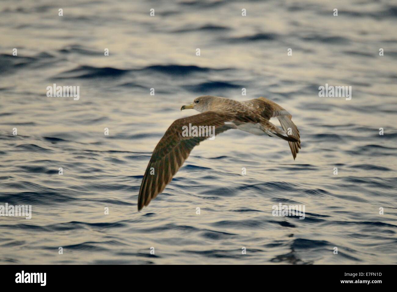La Berta Maggiore (Calonectris diomedea) lin volo sopra il mare di Linosa Foto Stock
