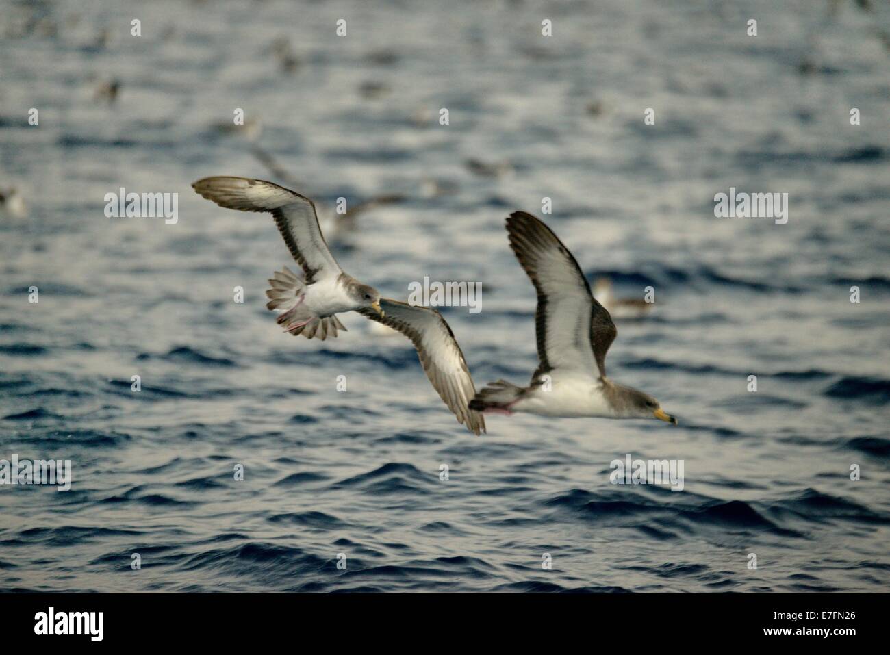 Paio di la berta maggiore (Calonectris diomedea) lin volo sopra il mare di Linosa Foto Stock