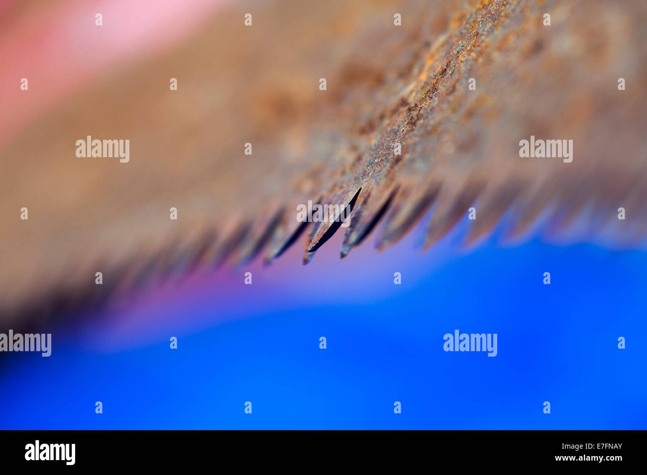 Macro micro vista di un vecchio legno i denti della lama fino in prossimità del fuoco selettivo Foto Stock