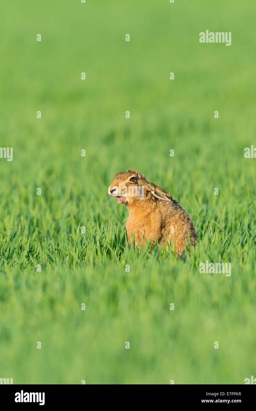 Unione lepre (Lepus europaeus) nel raccolto di cereale, Aprile Foto Stock