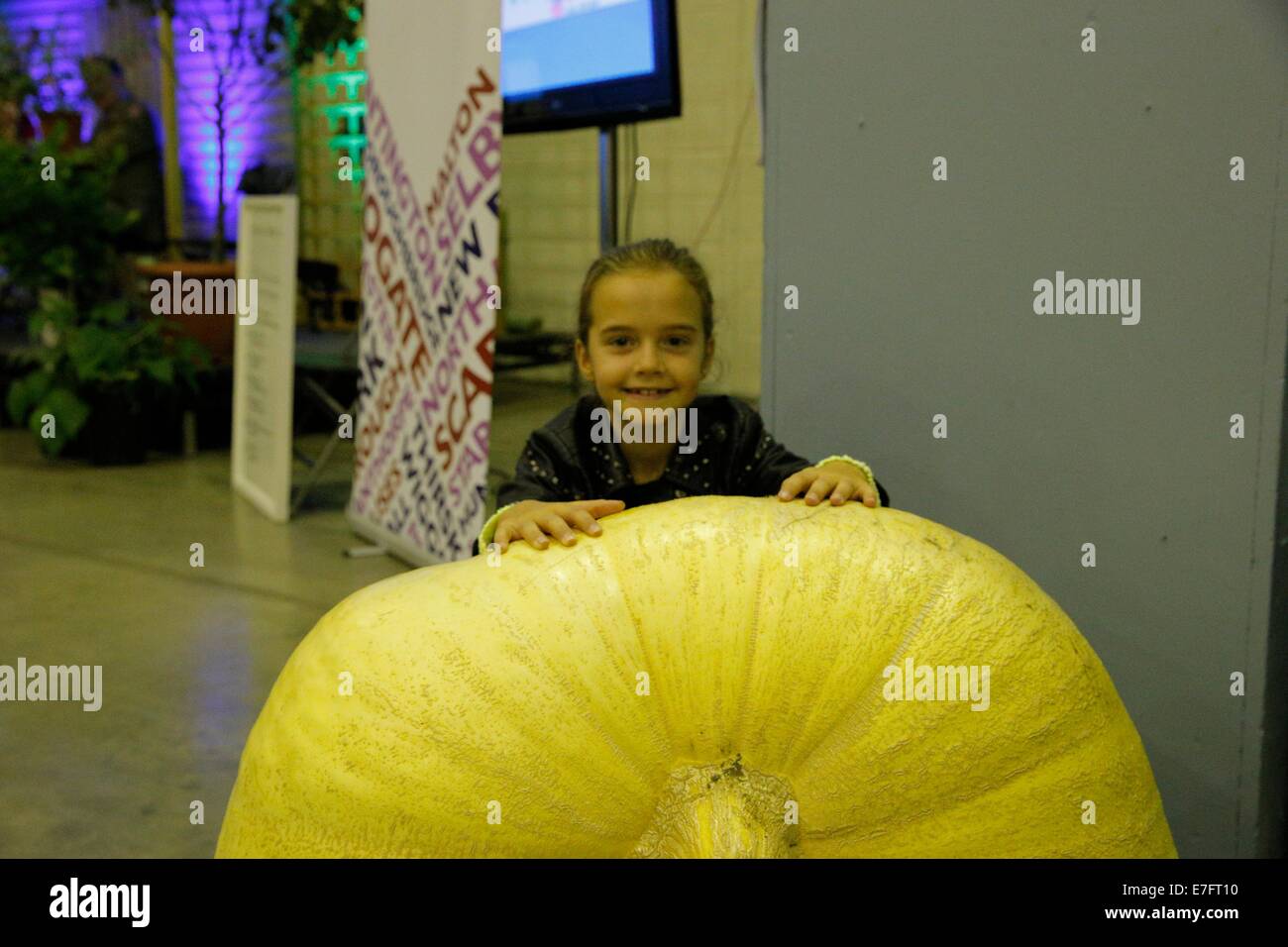 Top Class vegtables a Harrogate autunno mostra 2014 Foto Stock