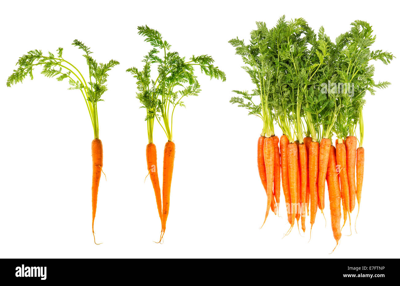 Le carote fresche con foglie verdi isolati su sfondo bianco. vegetale alimentare. Foto Stock