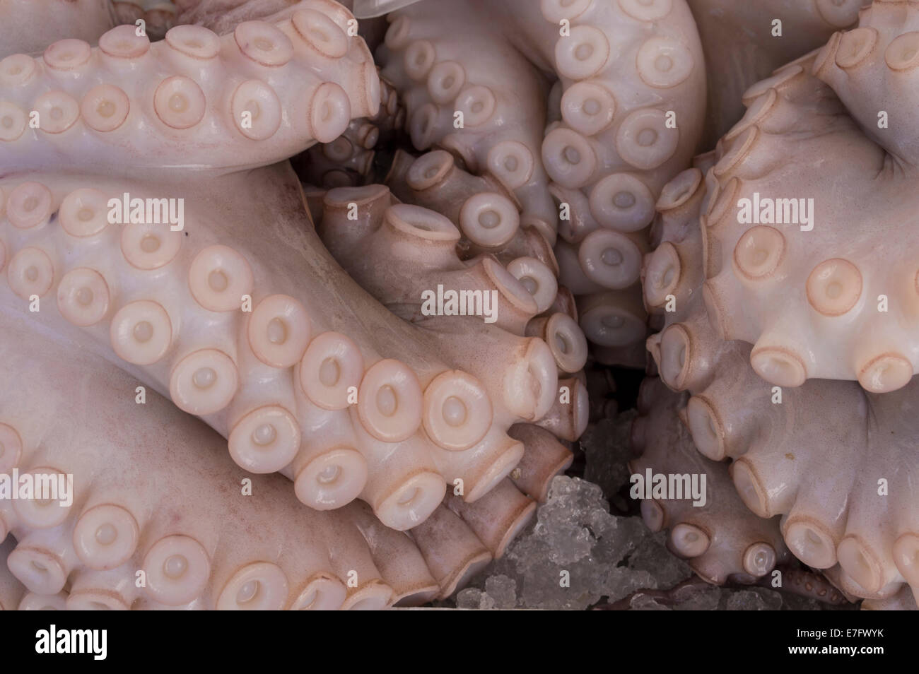 Ventose e i tentacoli del polpo, piovra Foto Stock