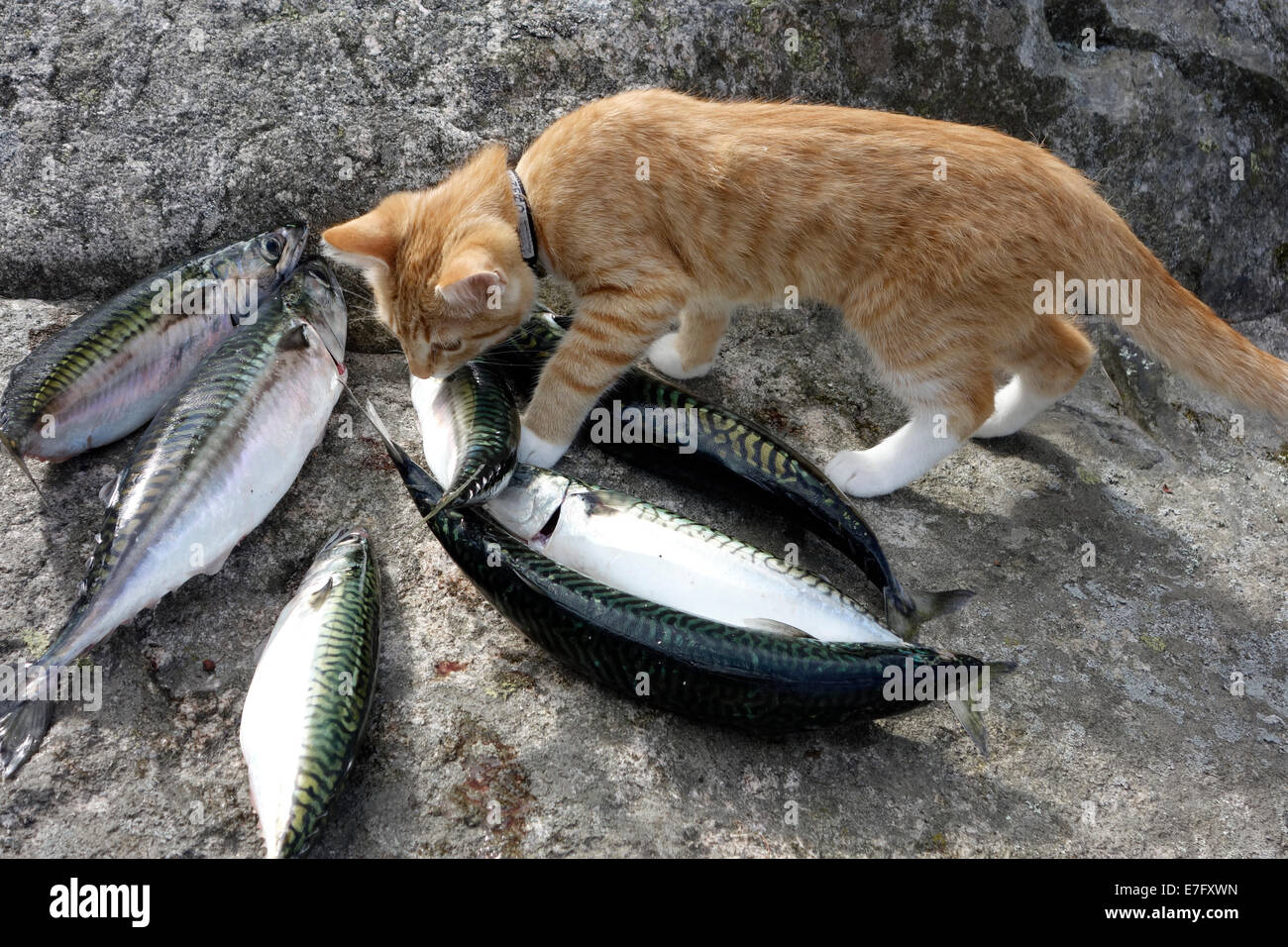 Il Pet gattino con sgombri pesce. Foto Stock