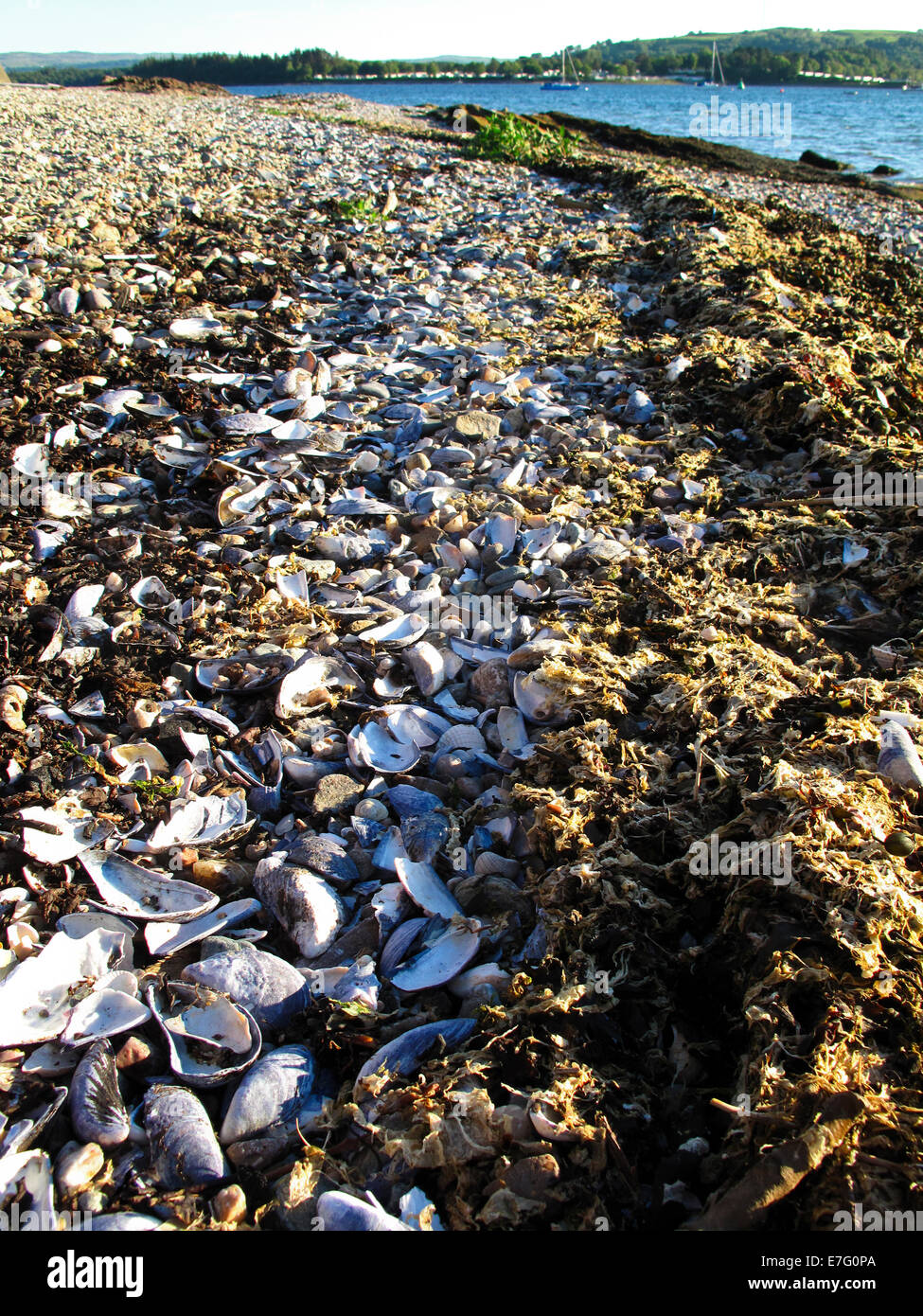 Aprire le cozze conchiglie e alghe marine sulla linea di marea Foto Stock