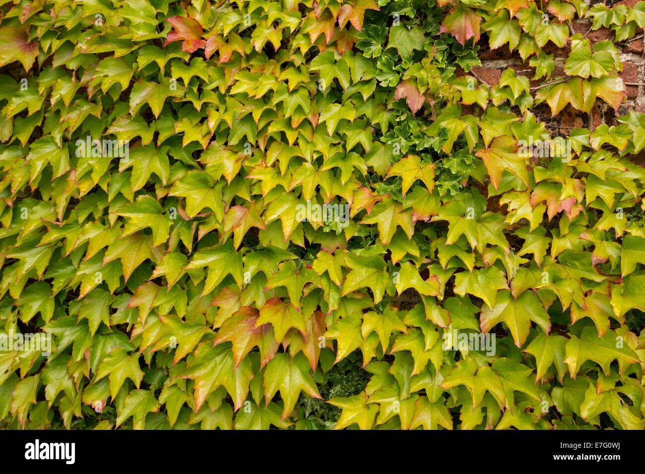 Boston ivy - Parthenocissus tricuspidata - colorata di rosso e verde delle foglie della pianta rampicante che cresce su copertura e parete di mattoni di casa Foto Stock