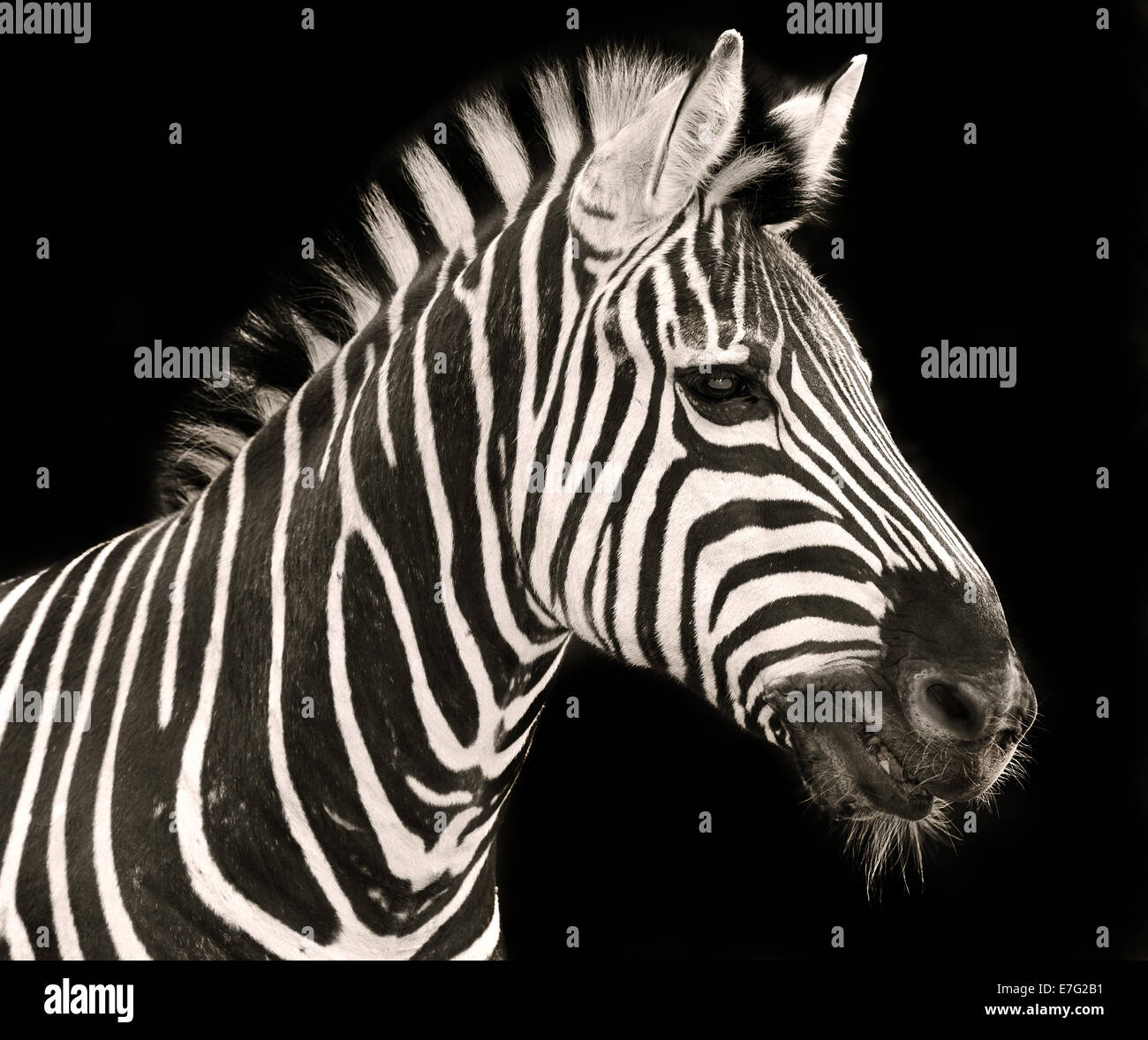 Bella strisce della zebra dall'Africa Foto Stock