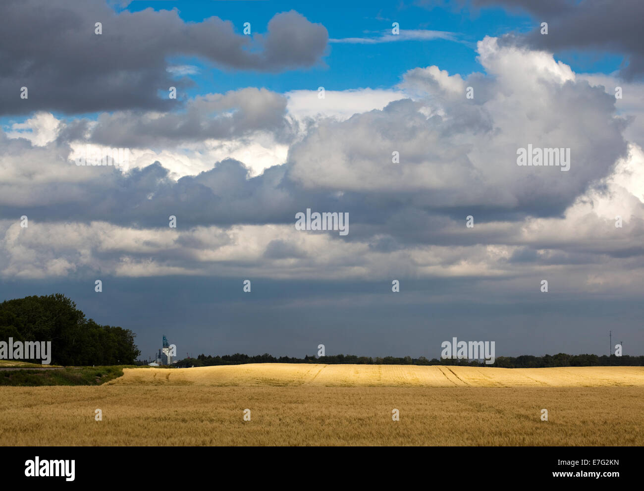 Maturata sul campo di grano pronto per la mietitura ad ovest di Rugby, il Dakota del Nord Foto Stock