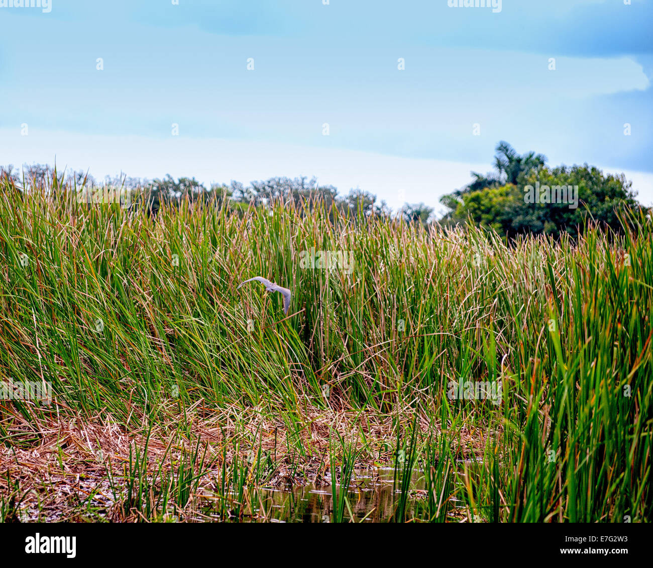 Florida (USA). 28 Agosto, 2014. Un Airone blu vola in alto dalla zona umida ecosistema di saw-erba prairie in Arthur R. Marshall Loxahatchee National Wildlife Refuge, Palm Beach County, Florida, un 147,392-acro (596 kmq) Wildlife Sanctuary e parte del Parco nazionale delle Everglades noto come 'Fiume di grassâ © Arnold Drapkin/ZUMA filo/Alamy Live News Foto Stock