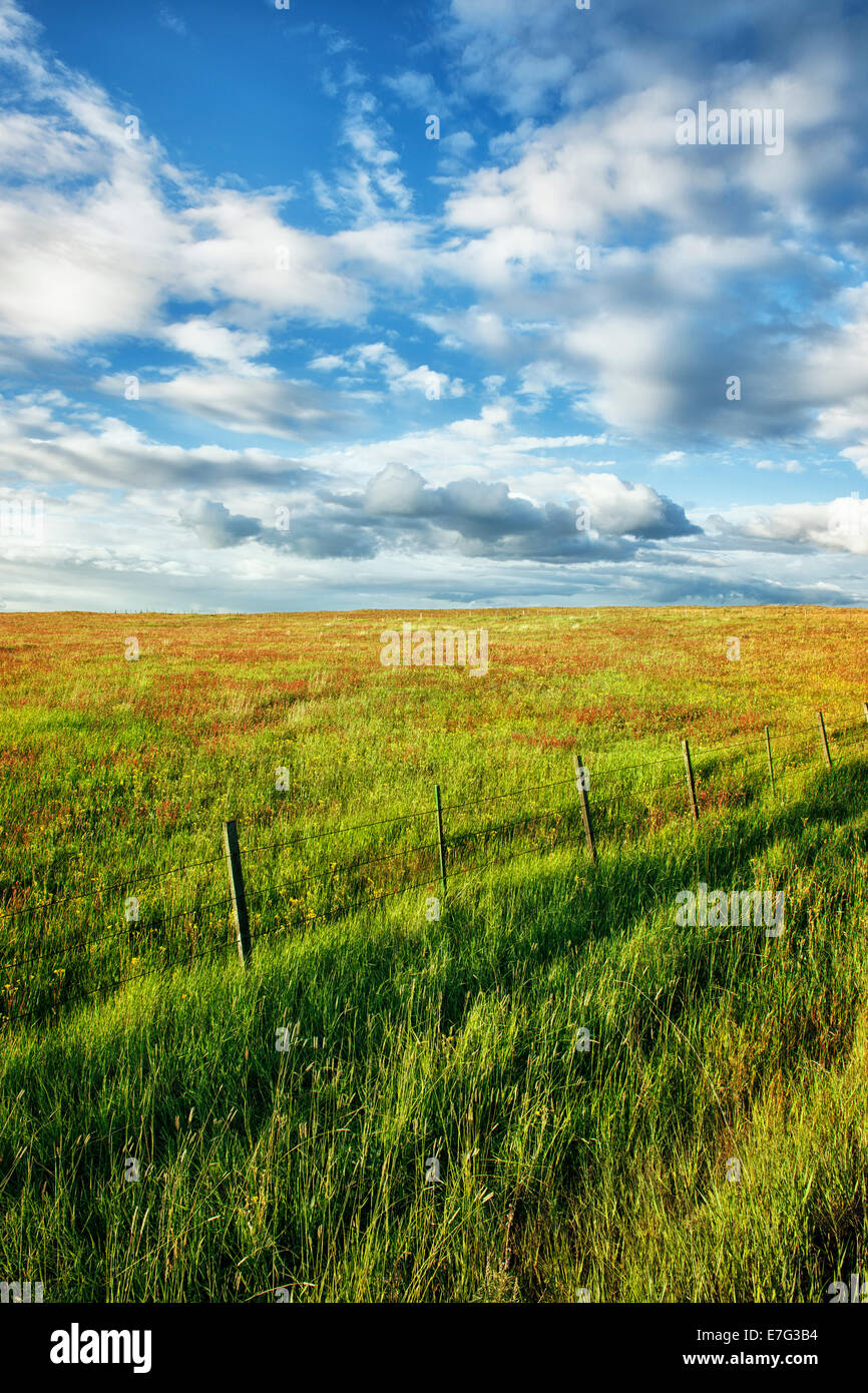 Sera nuvole passano sopra ne dell'Oregon Wallowa County e la Zumwalt Prairie preservare con molla fiori selvatici in fiore. Foto Stock