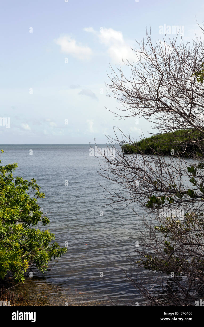 Barnes Sound visto attraverso le mangrovie lungo la Carta stradale del suono nella parte superiore Florida Keys, Marion County, Florida, Stati Uniti d'America. Foto Stock