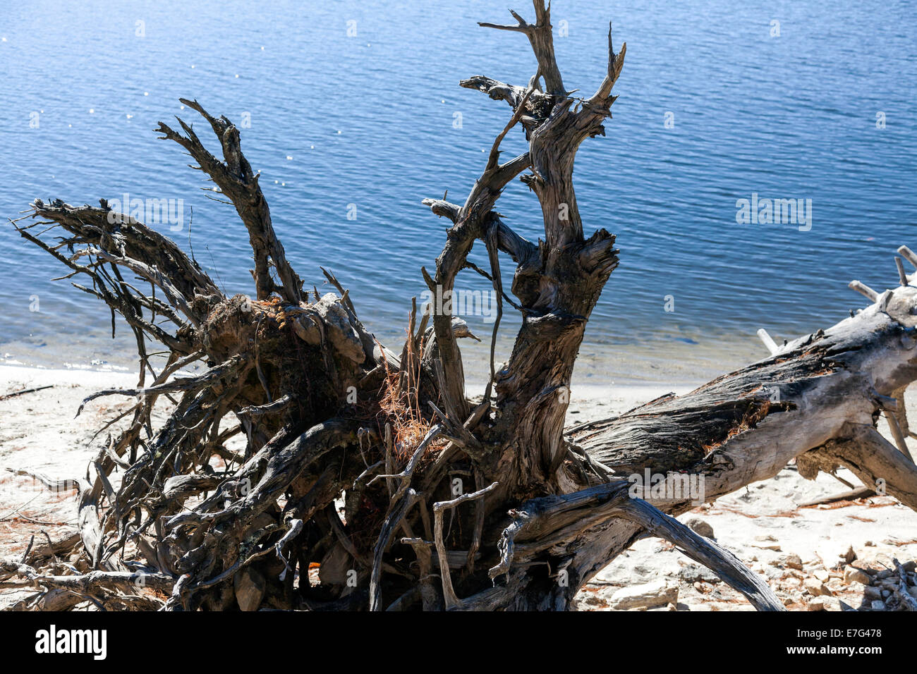 Weathered tronco di albero e radici lungo la riva del lago Glenville vicino cassieri, Carolina del Nord in un pomeriggio autunnale. Foto Stock