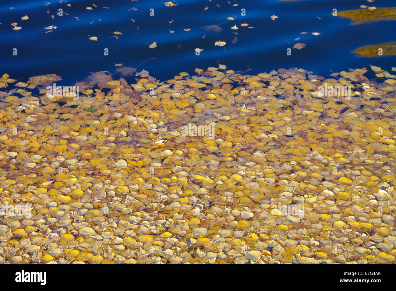 Giallo di foglie di betulla su acqua Foto Stock