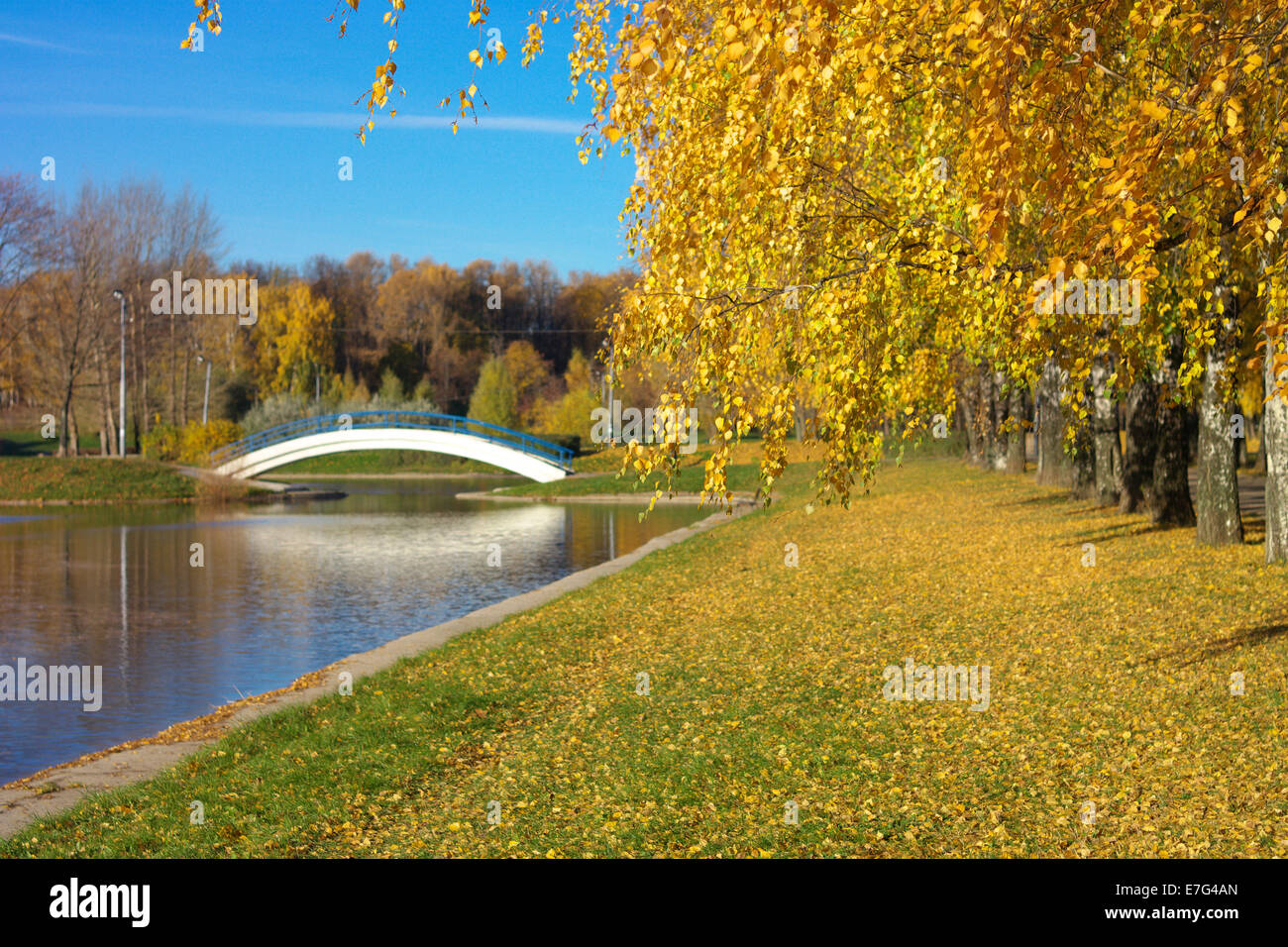 La Betulla a giorni di autunno Foto Stock