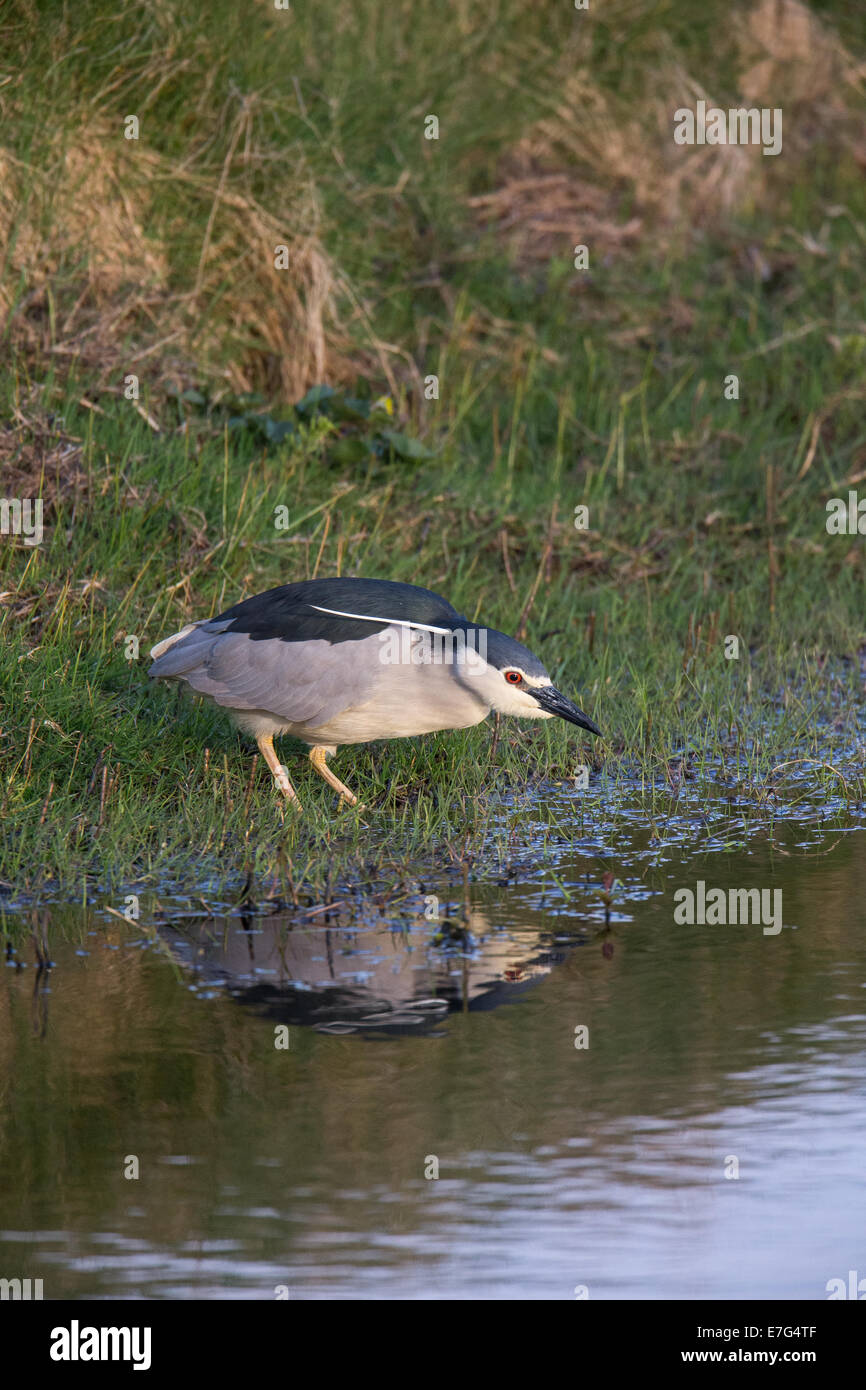 Nitticora (Nycticorax nycticorax), Shetland,Scotland Regno Unito Foto Stock