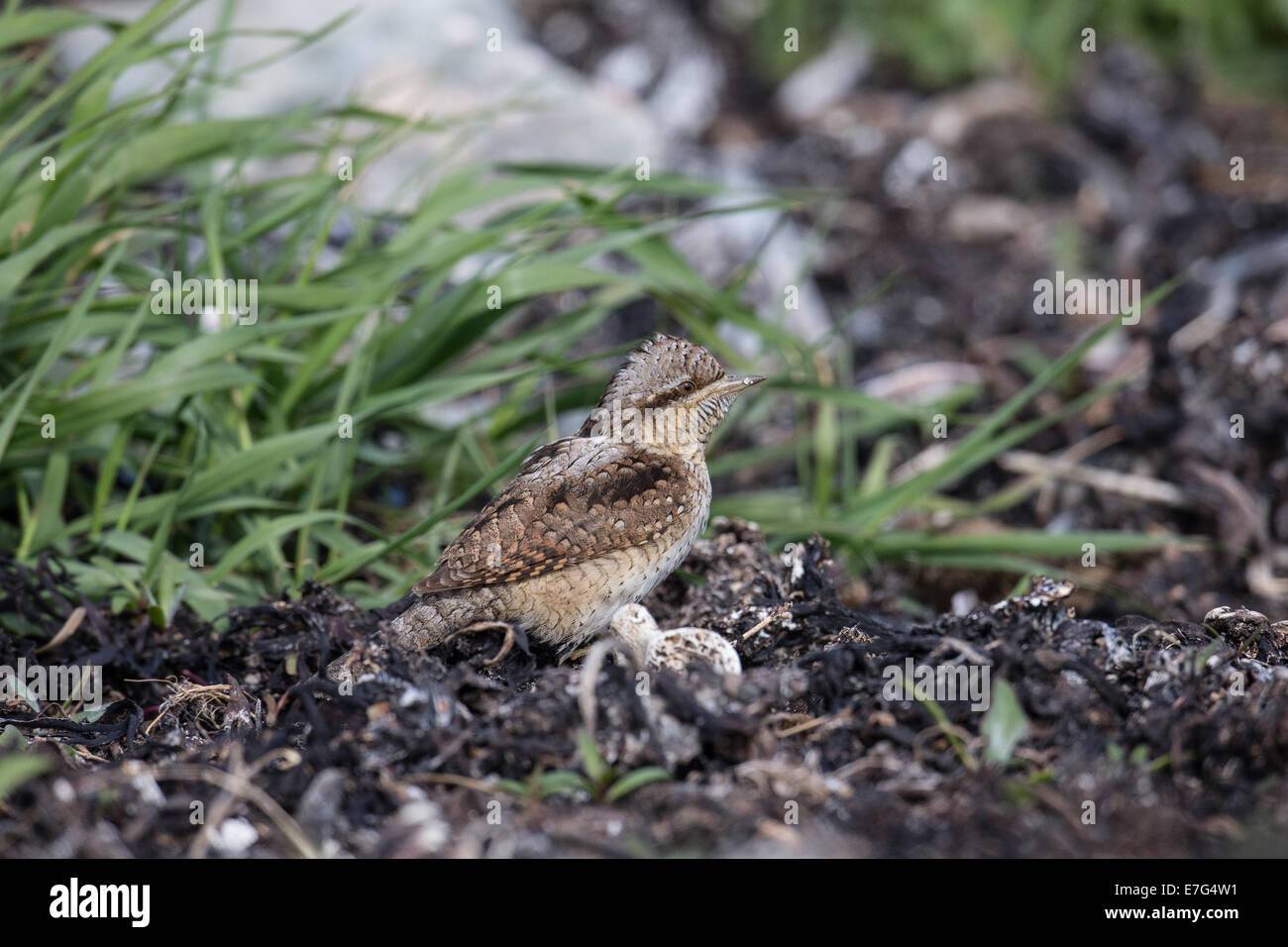 Spasmodico (Jynx torquilla) Shetland Scozia UK Foto Stock