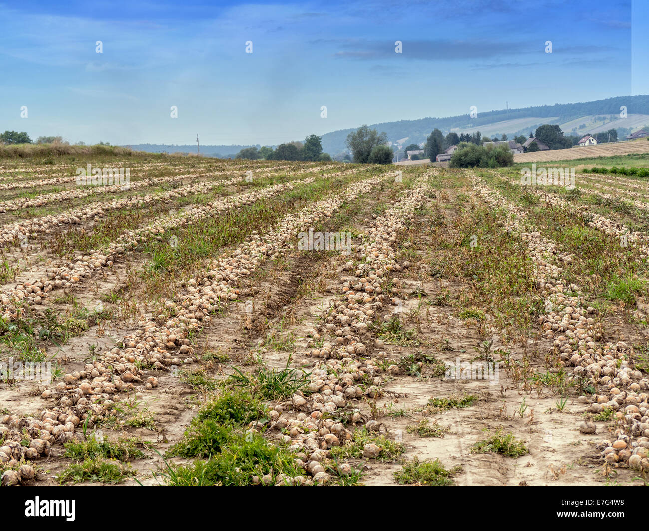 Campo di cipolla con righe di scavate cipolle Foto Stock