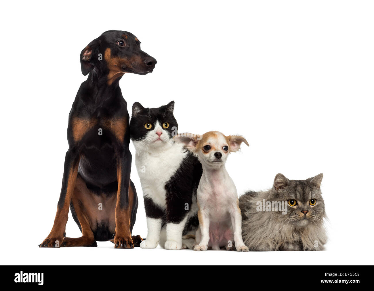 Gatti e cani seduti insieme e guardando la telecamera contro uno sfondo bianco Foto Stock