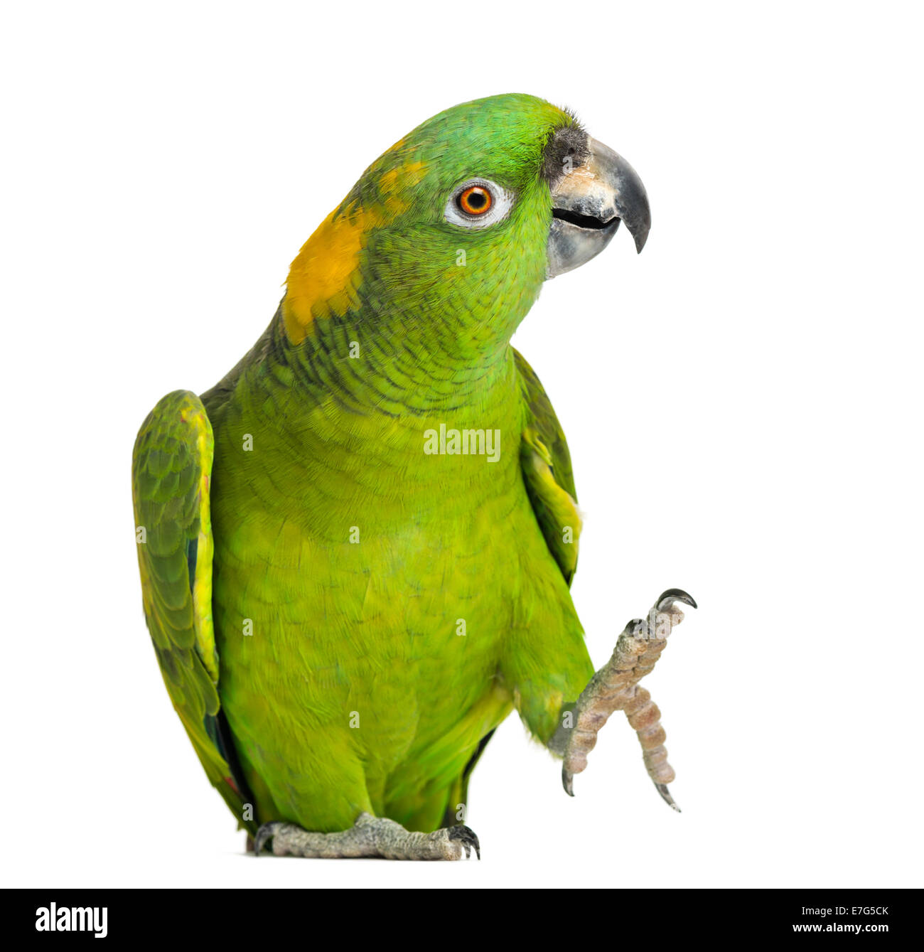 Giallo-naped parrot (6 anni), isolata su bianco Foto Stock