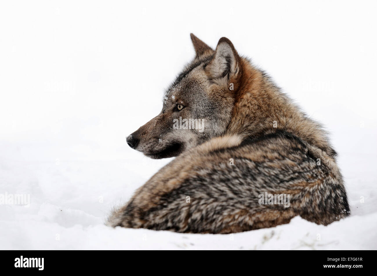 Eurasian Lupo (Canis lupus lupus), che giace nella neve, captive, Nord Reno-Westfalia, Germania Foto Stock