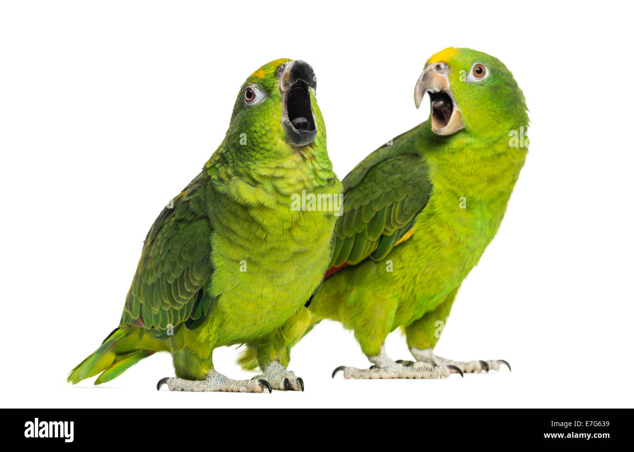 Panama Amazon e giallo-incoronato Amazon pappagalli isolato su bianco Foto Stock