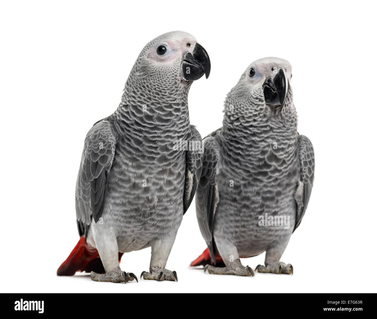 Due africano grigio pappagalli (3 mesi) beccare contro uno sfondo bianco Foto Stock