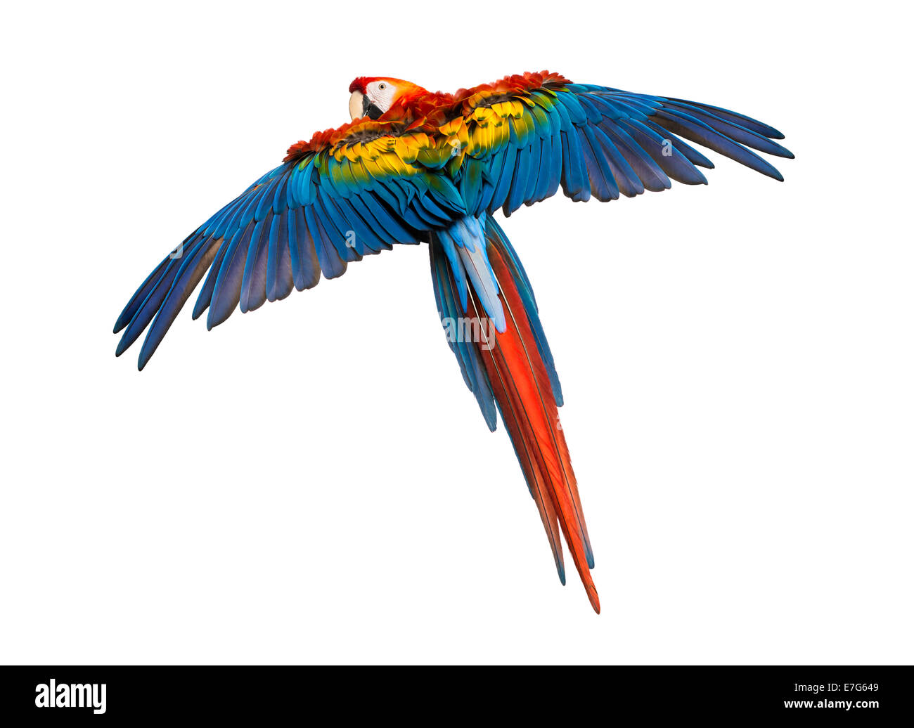 Scarlet Macaw battenti (4 anni) di fronte a uno sfondo bianco Foto Stock