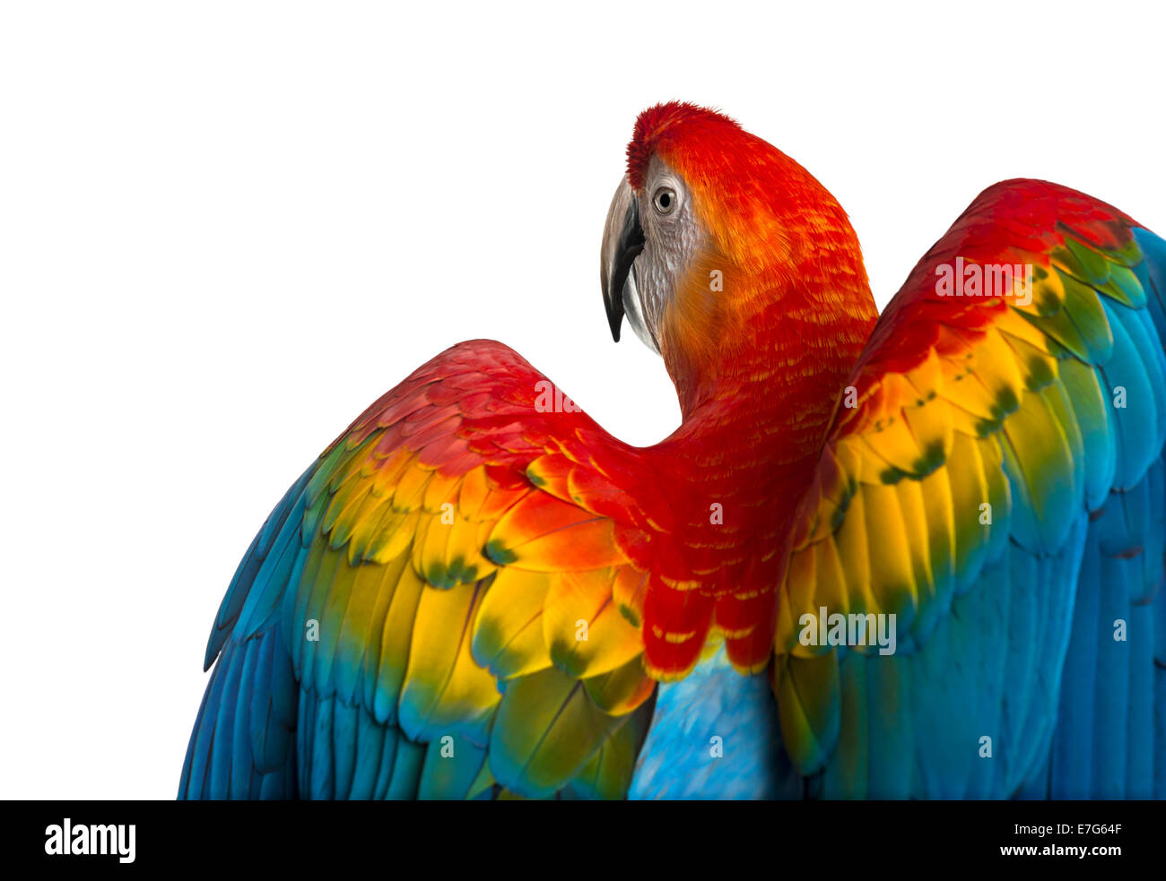 Vista posteriore di close-up di un Scarlet Macaw le sue ali distribuita (4 anni) di fronte a uno sfondo bianco Foto Stock