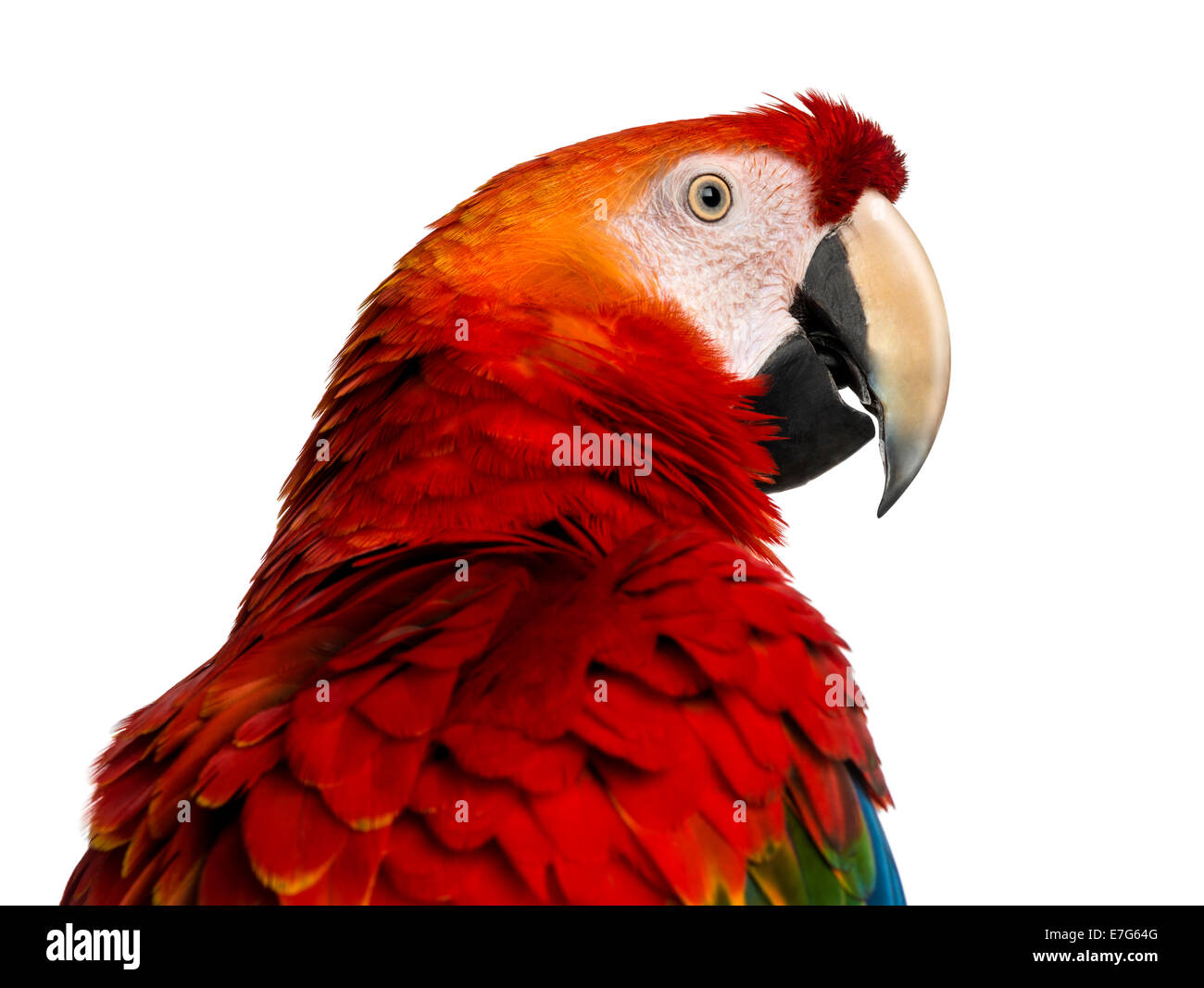 Close-up di Scarlet Macaw (4 anni) di fronte a uno sfondo bianco Foto Stock