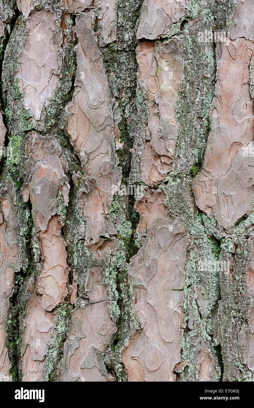 Di Pino silvestre (Pinus sylvestris), corteccia, Paesi Bassi Foto Stock