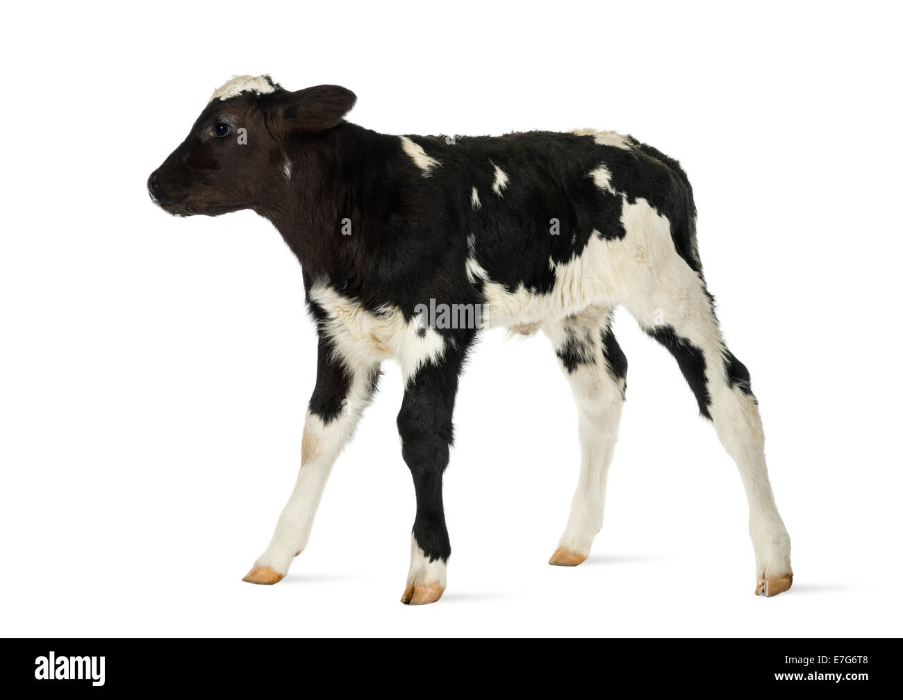 Belga di vitello blu davanti a uno sfondo bianco Foto Stock