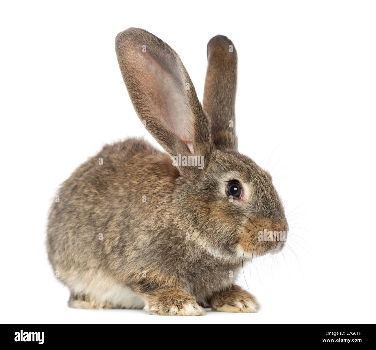 Il coniglio di fronte a uno sfondo bianco Foto Stock