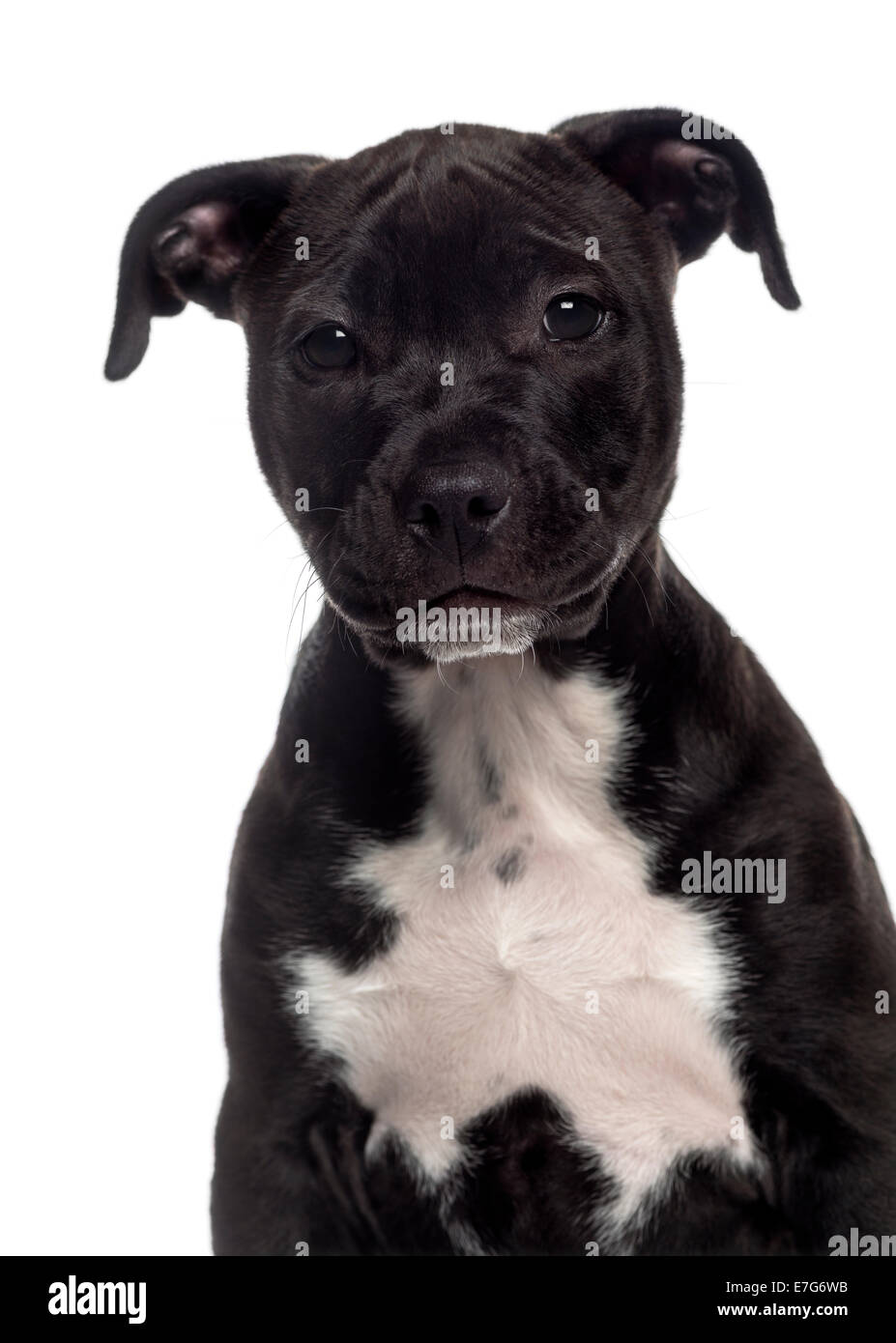 Colpo di testa di un American Staffordshire Terrier cucciolo (3 mesi) contro uno sfondo bianco Foto Stock