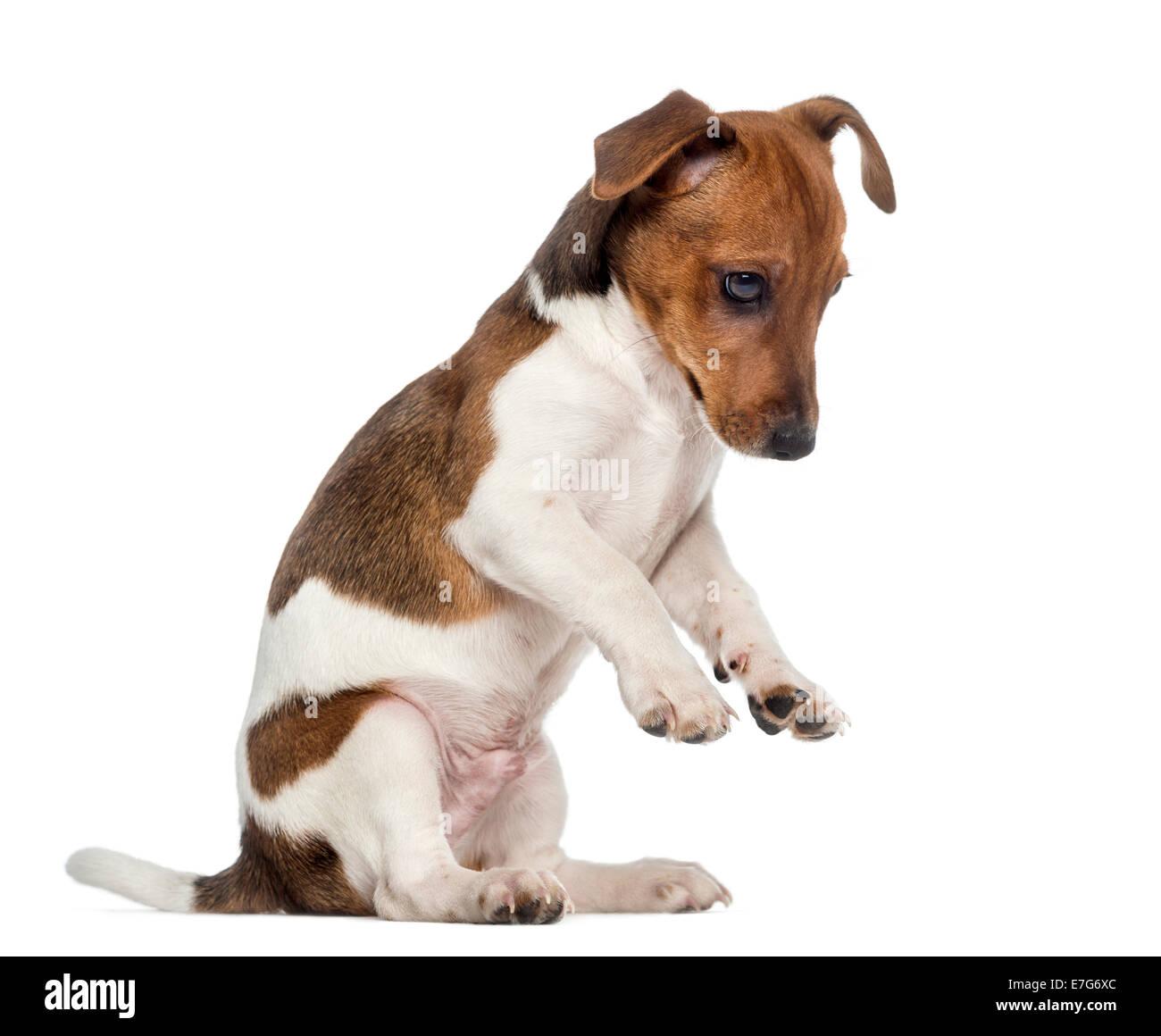 Jack Russell Terrier cucciolo sulle zampe posteriori (3 mesi) contro uno sfondo bianco Foto Stock