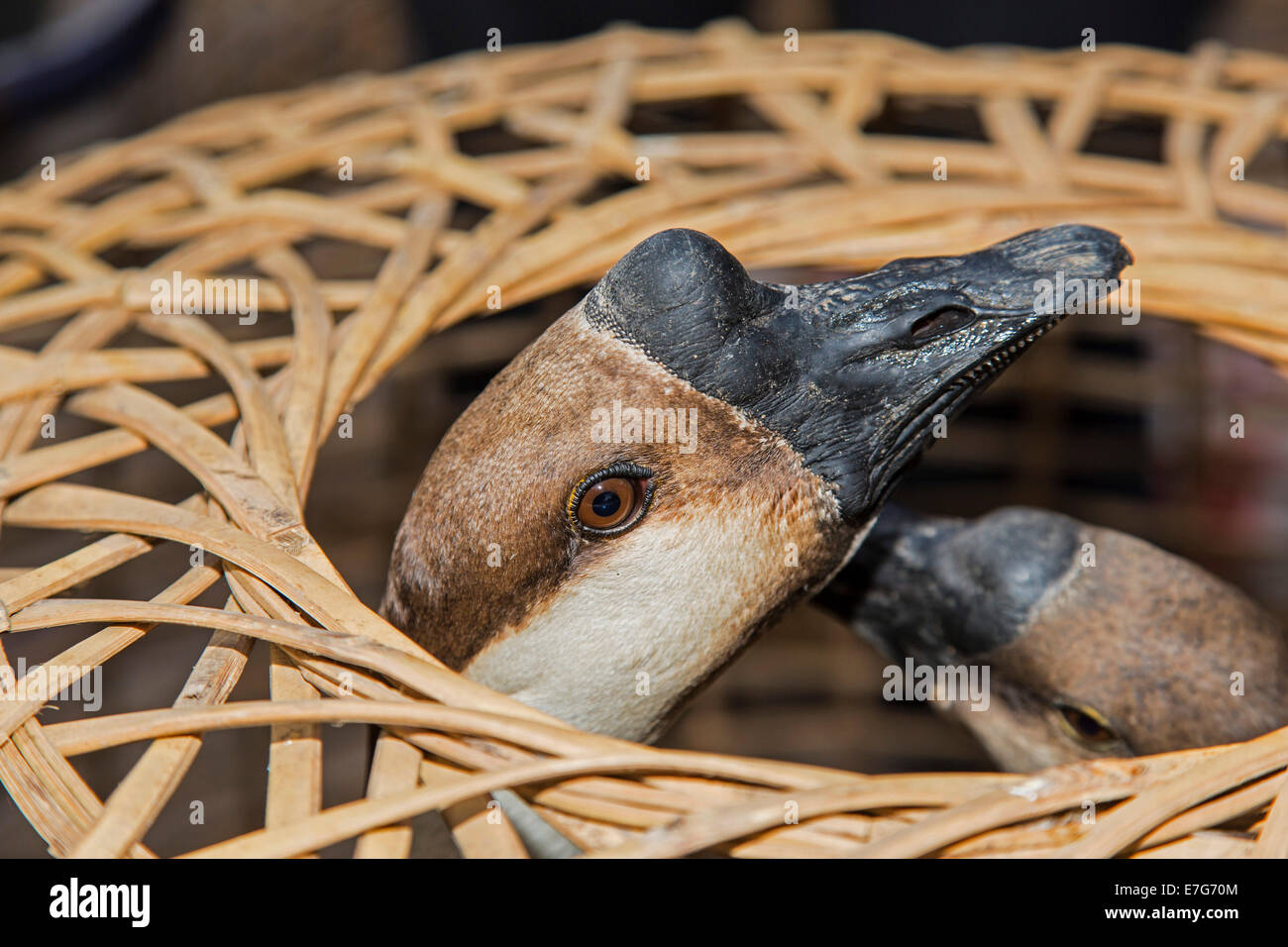 Manopola Goose (Anser cygnoides f. domestica) in un cestello, mercato del pollame, Sampatong, Chiang Mai e Chiang Mai provincia, Thailandia Foto Stock