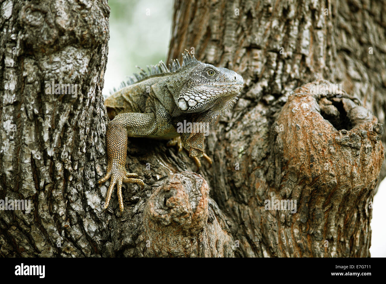 Verde (Iguana Iguana iguana), Adulto, seduto su un albero, Guayaquil, Guayas Provincia, Ecuador Foto Stock
