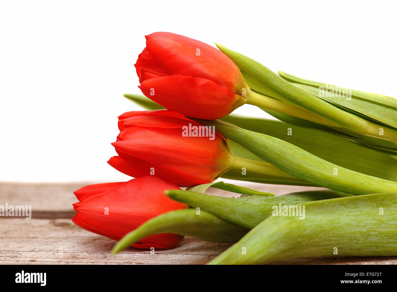 Tre tulipani rossi (Tulipa) Foto Stock