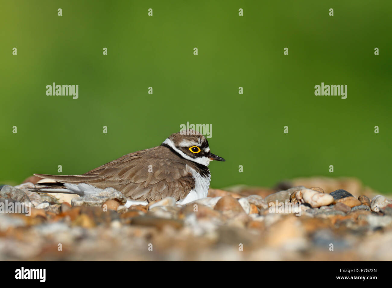 Plover inanellato (Charadrius dubius), maschio sul nido, Sassonia-Anhalt, Germania Foto Stock