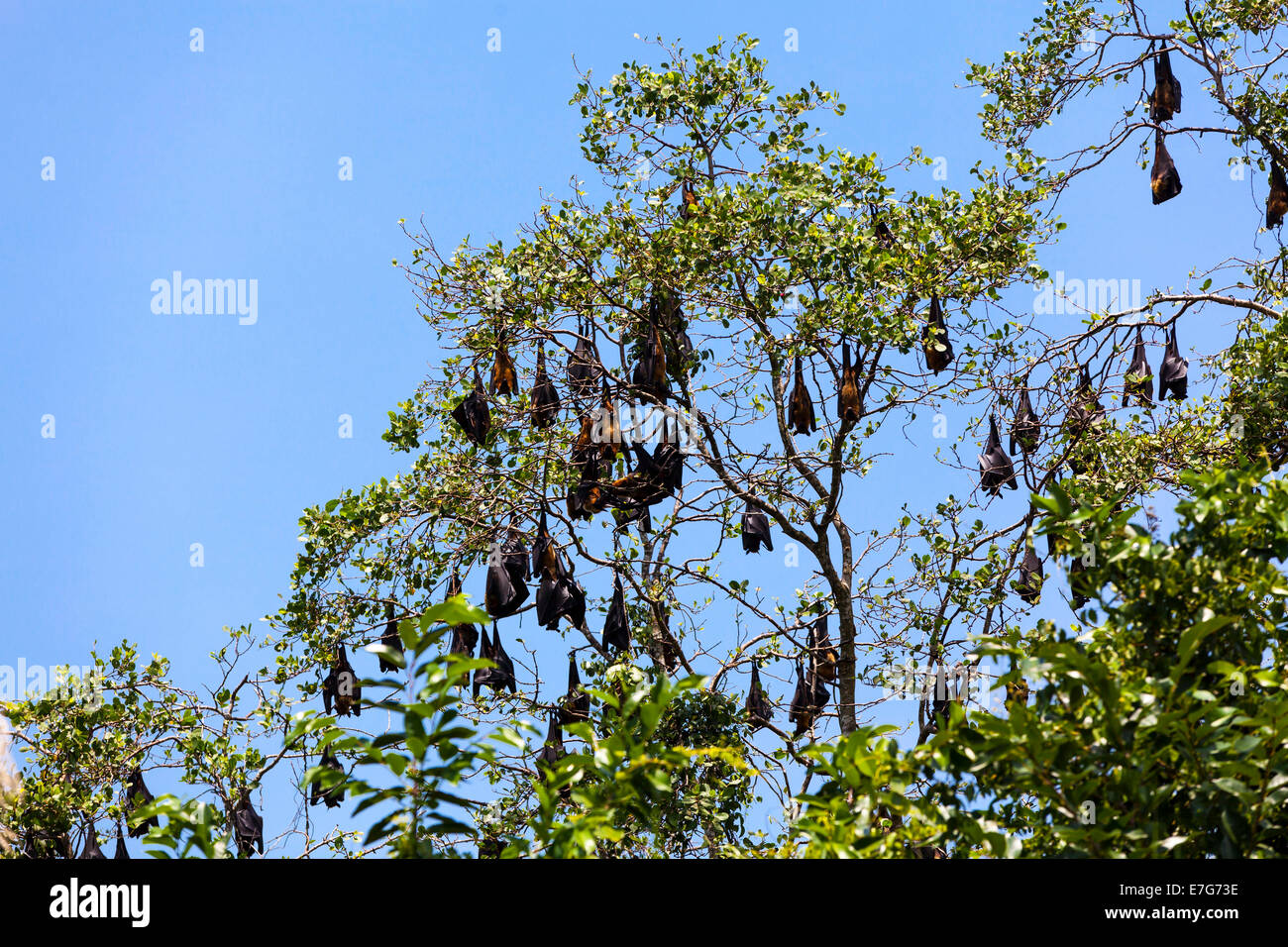 Indian Volpi volanti (Pteropus giganteus), colony a roost, riserva naturale vicino Godahena, Galle regione, provincia meridionale Foto Stock