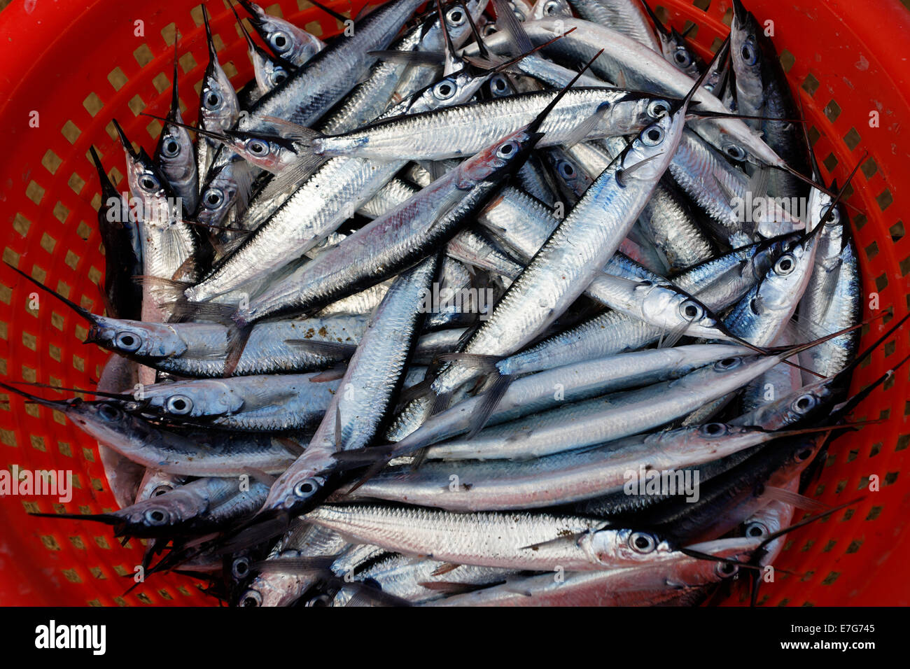 Pesce argenteo, Aguglia (Belone belone), in un cesto in plastica, Bloody Bay, Trinidad e Tobago Foto Stock