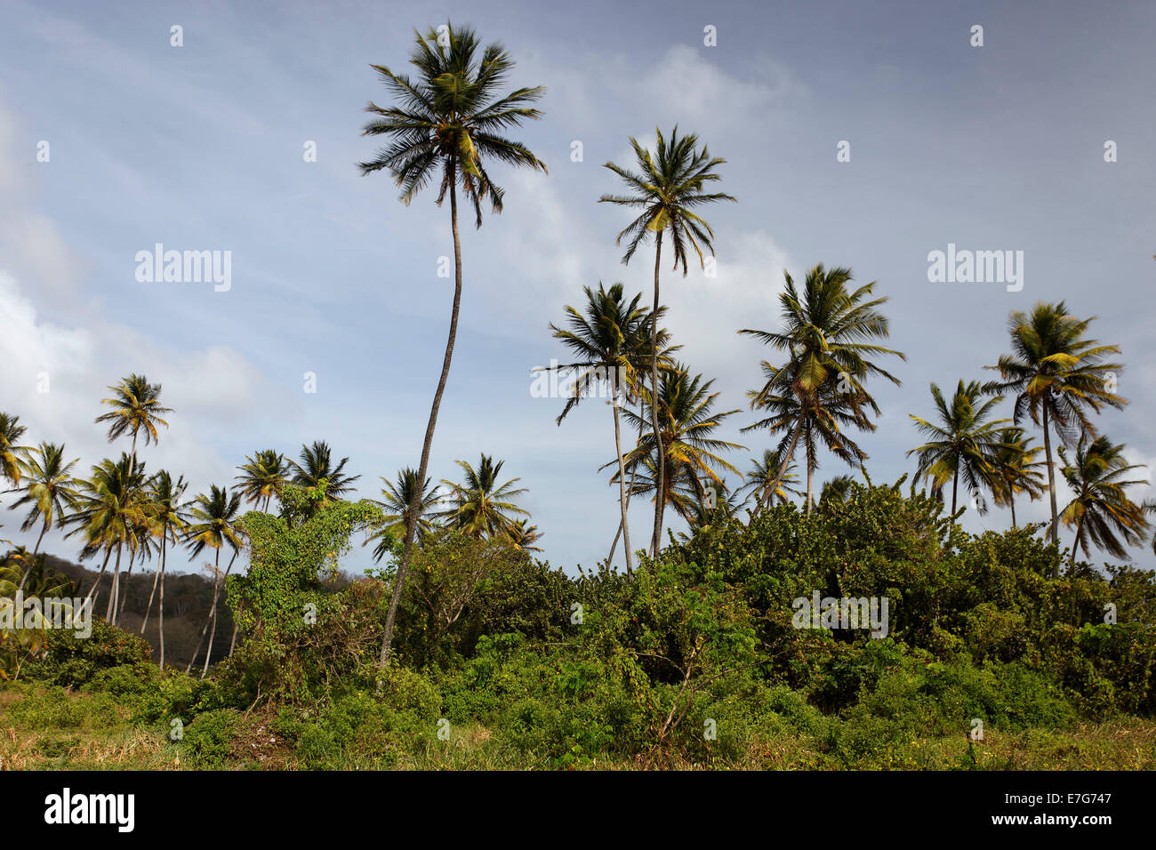 Palme di cocco (Cocos nucifera), Little Tobago Trinidad e Tobago Foto Stock