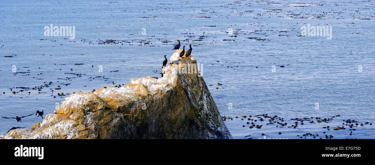 Il cormorano (Phalacrocorax) su una roccia sulla costa del Pacifico a PIEDRAS BLANCAS, California, Stati Uniti Foto Stock