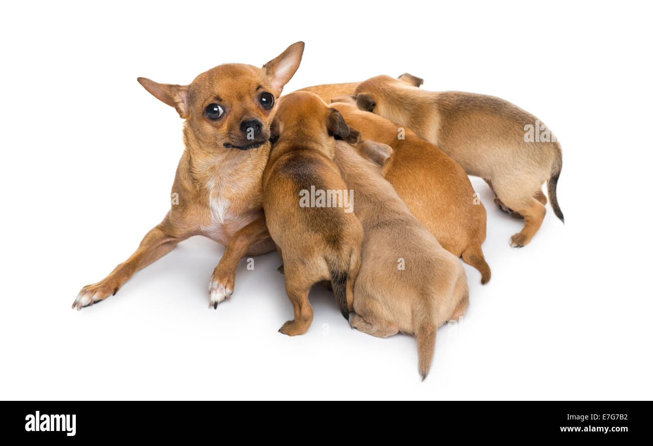 Chihuahua madre sdraiato, allattamento cuccioli, contro uno sfondo bianco Foto Stock