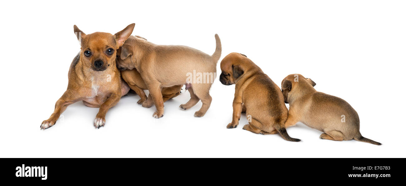 Chihuahua madre sdraiato, allattamento cuccioli, contro uno sfondo bianco Foto Stock