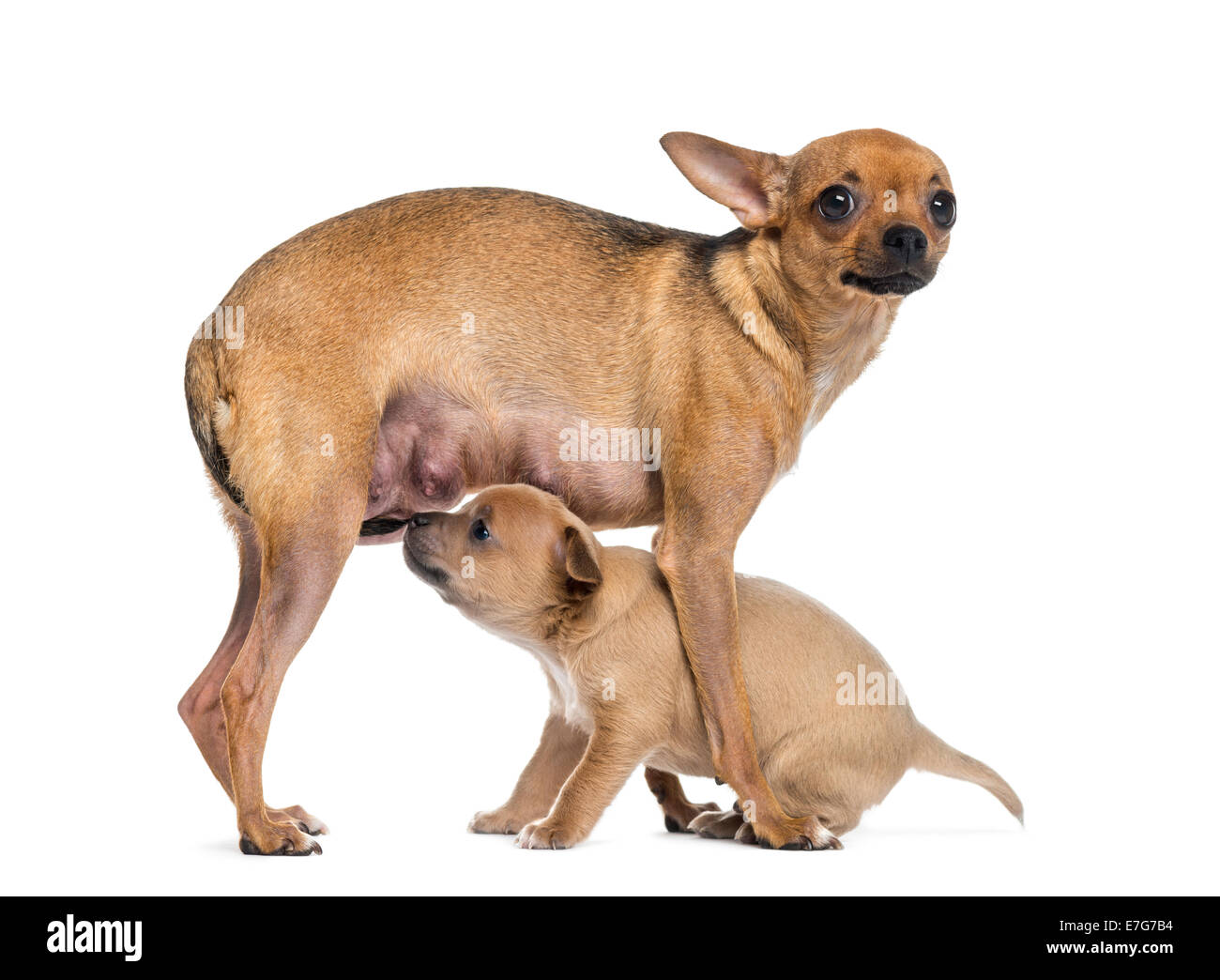 Chihuahua madre allattare al seno il suo cucciolo, contro uno sfondo bianco Foto Stock