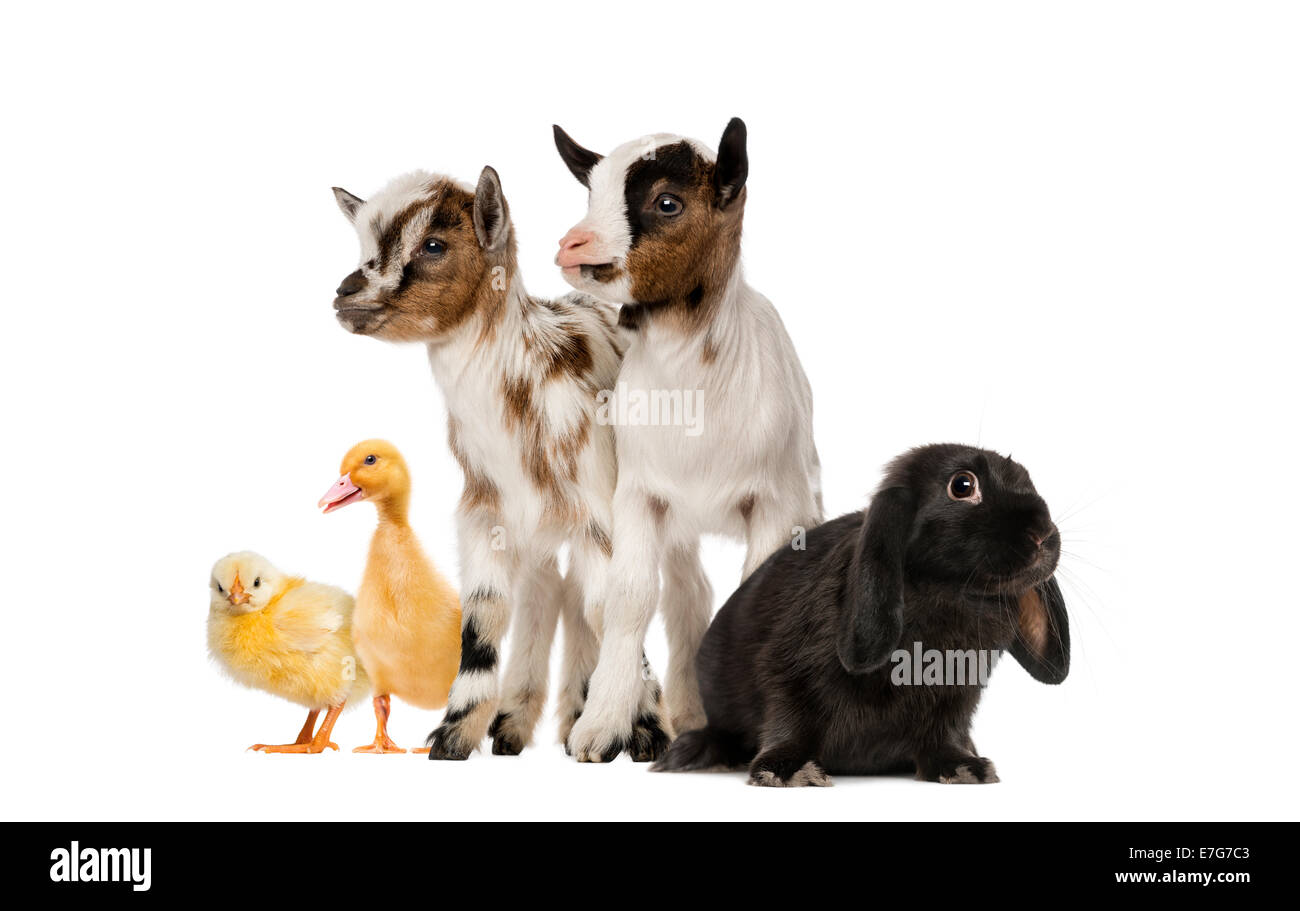 Gruppo di animali da fattoria contro uno sfondo bianco Foto Stock
