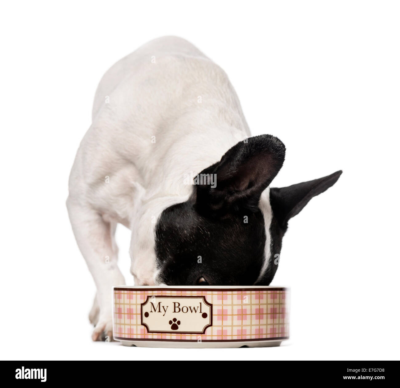 Bulldog francese (3 anni) di mangiare contro uno sfondo bianco Foto Stock