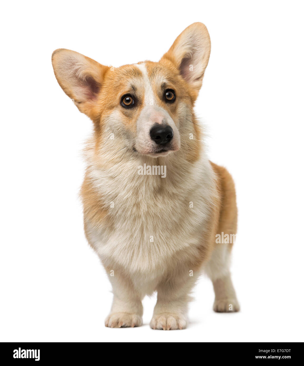 Welsh Corgi Pembroke (7 mesi) contro uno sfondo bianco Foto Stock