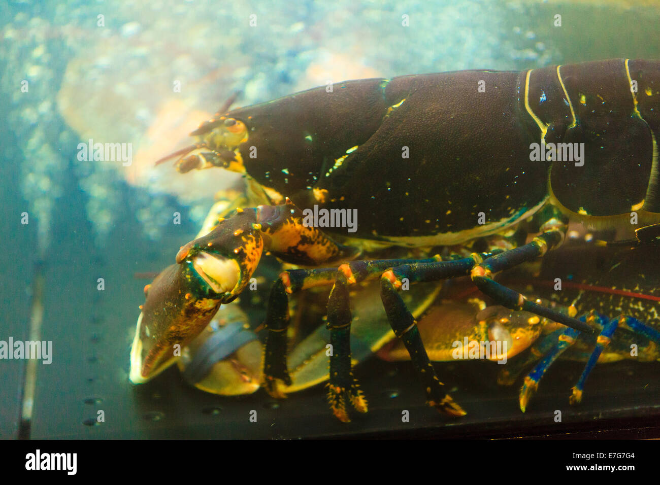 Il granchio in in acquario sul mercato del pesce. Frutti di mare Foto Stock